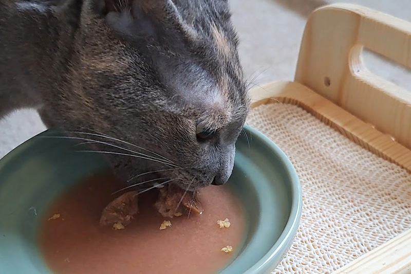 ディッシュスタイルと愛猫