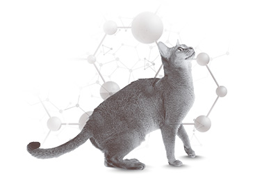 愛猫用 ラインアップ