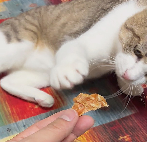 GREEN DOG & CAT Premiumとパートナー