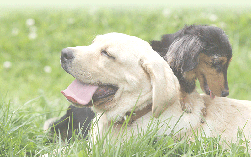 GREEN DOG & CATからオーナー様へ