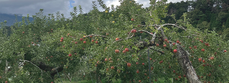 ハーブ園のリンゴの木