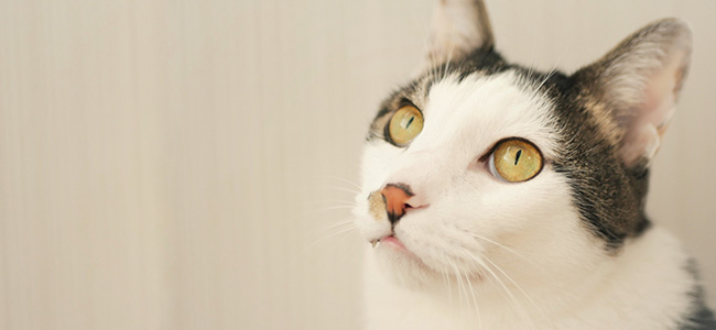 ドッグフードを食べる犬