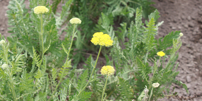 ルモアイメージ