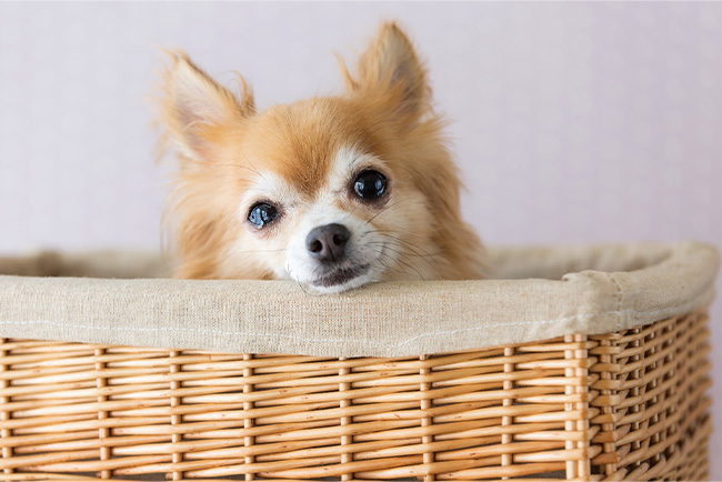 シニア犬イメージ画像