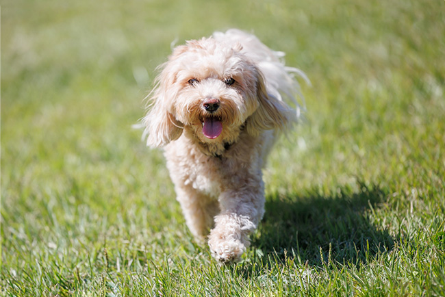 シニア犬イメージ画像