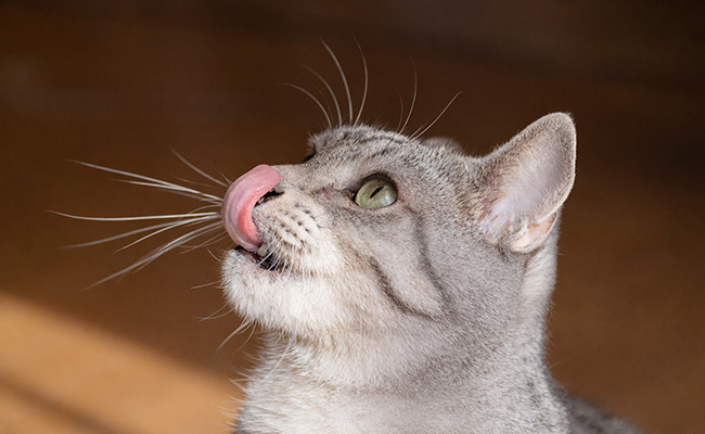 猫の好きな味とは？