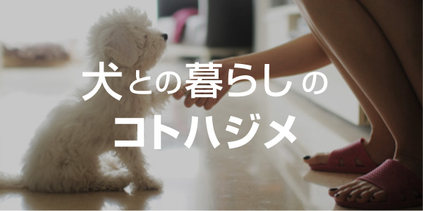 【犬コト】犬との暮らしのコトハジメ