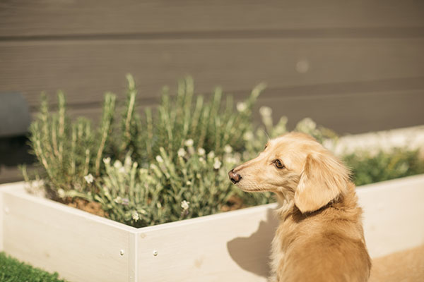 植栽の匂いを嗅いだり、土を掘ったり、かじったり、愛犬の五感を刺激するコンパクトな菜園　グリーンファーム