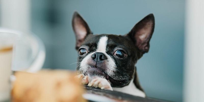 愛犬が胃液を吐く原因と食事でできるケア方法 プレミアムドッグフード専門店 Green Dog グリーンドッグ 公式通販