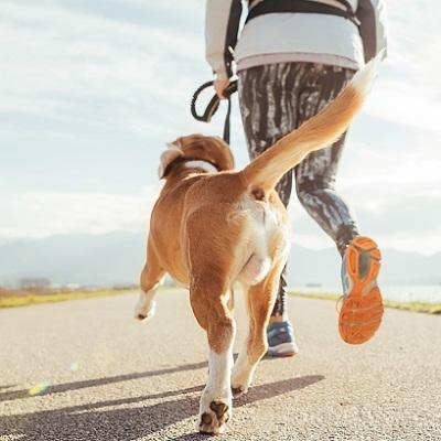 愛犬の代謝維持に役立つ運動と食事