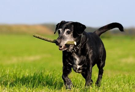 棒を咥えて草原を走る犬