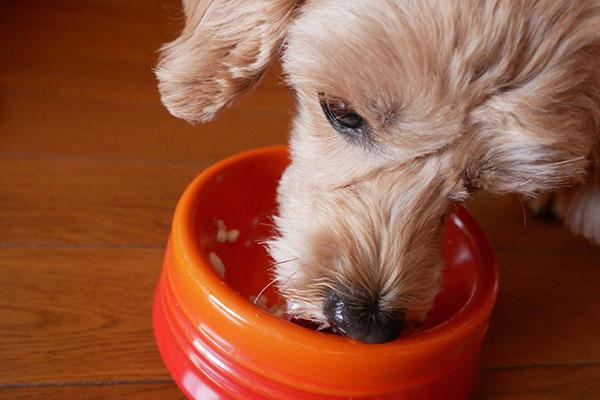 ごはんを食べる犬