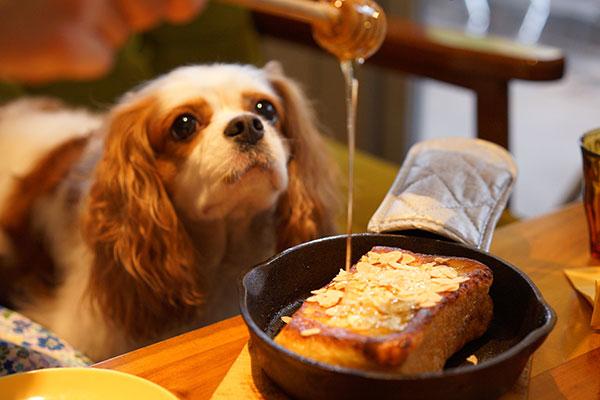 はちみつを食べたそうに見ている犬