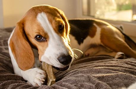 おやつをかじり、部屋でくつろぐ犬