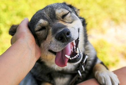 撫でられて喜ぶ犬