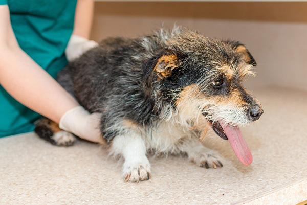 犬が医者に診察してもらうようす