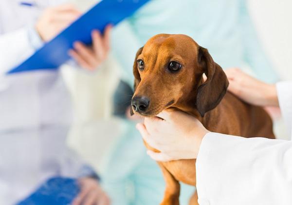 犬を診察するイメージ