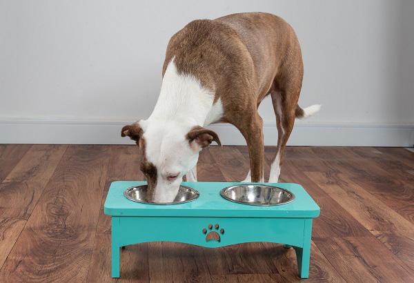 ごはんを食べる犬