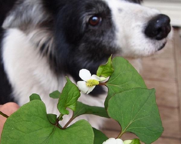 ドクダミ(Houttuynia)