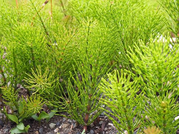 スギナ(Horsetail)