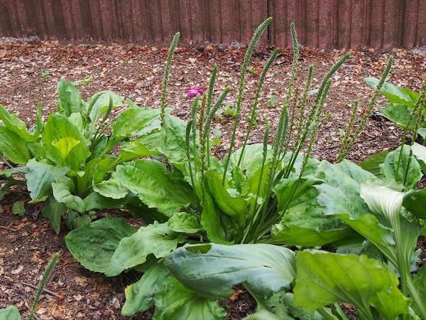 オオバコ(Plantain)