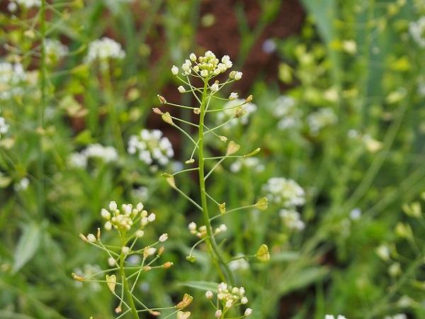 ナズナ(Shepherd's purse)