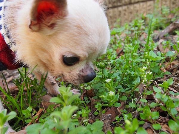 ハコベ(Chickweed)