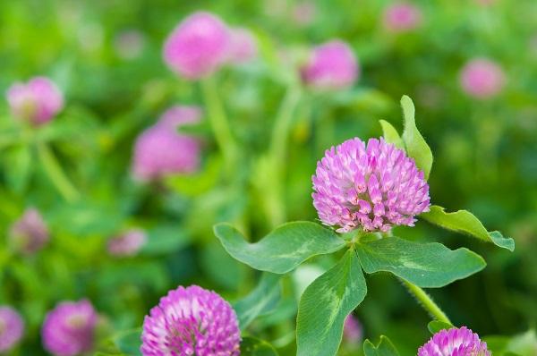 ムラサキツメクサ(Red Clover)