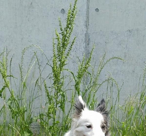 ギシギシ(Yellow Dock)