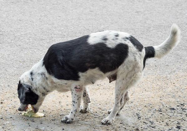嘔吐する犬