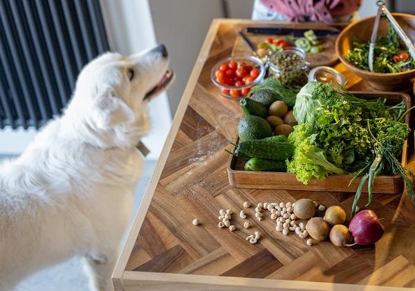 ごはんができるのを待っている犬