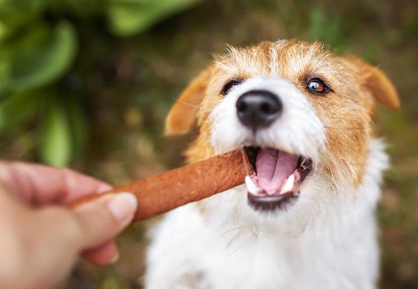 おやつを食べる犬