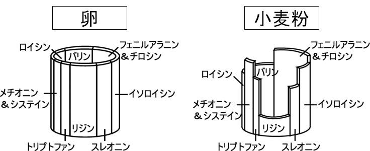 タンパク質の成分