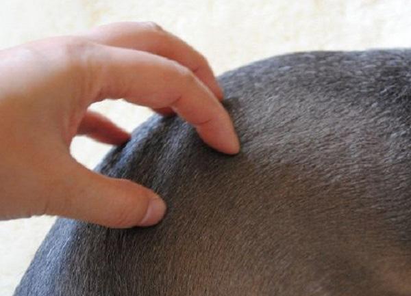 指をくしのように立ててなでる