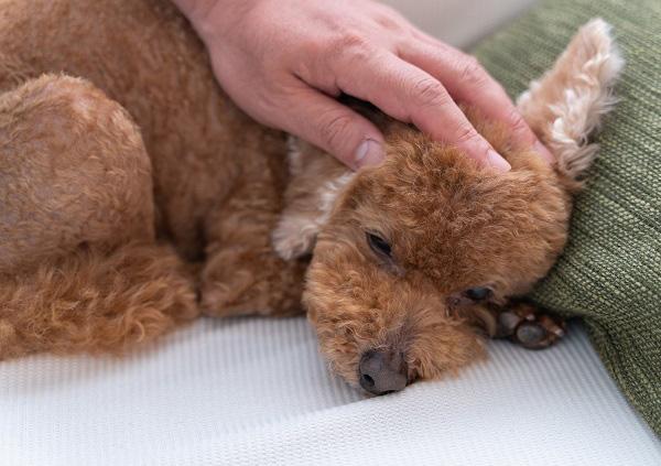 愛犬を撫でる飼い主