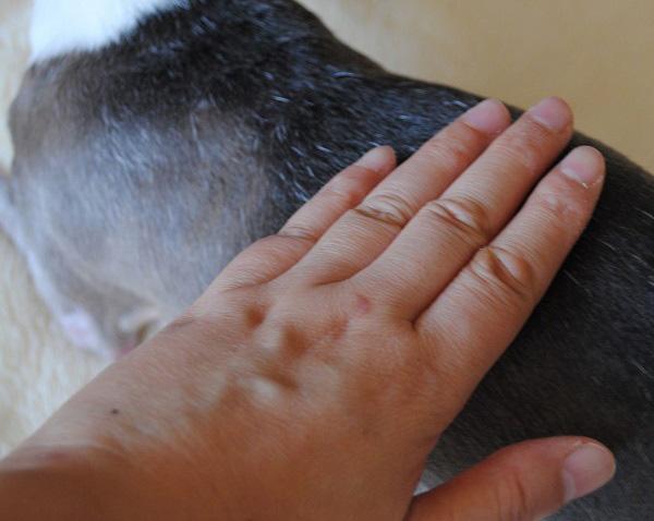 撫でる/円を描く/揺する（触り方・手の形は同じ）