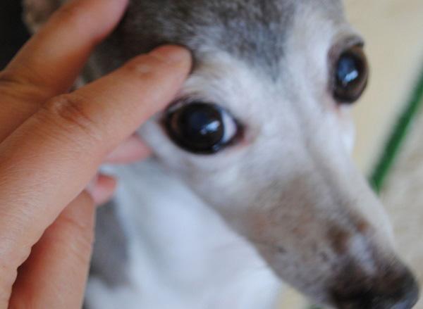 指先を使ってごく軽い力で犬の目の周りの骨の上を押す