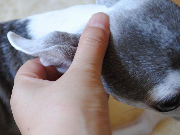 ３本の指先（親指+人差し指と中指）でつまむ程度に揉みます