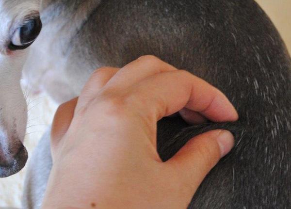 犬の背中や四肢の皮を小さくつまんで刺激する