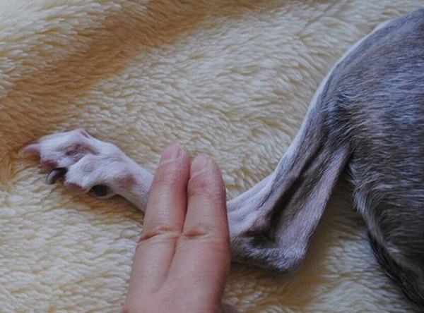 2本の指で、スーッと肢の上から下へさする