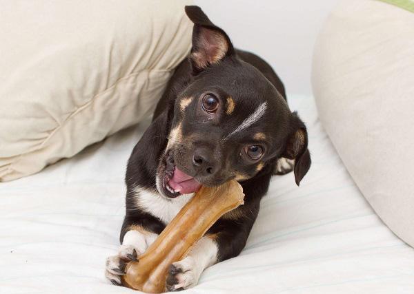 おやつを食べる犬