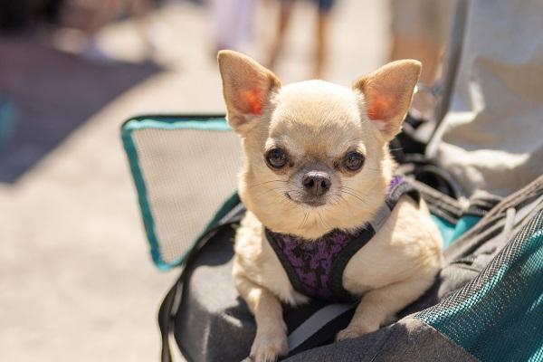 カートに入っている犬