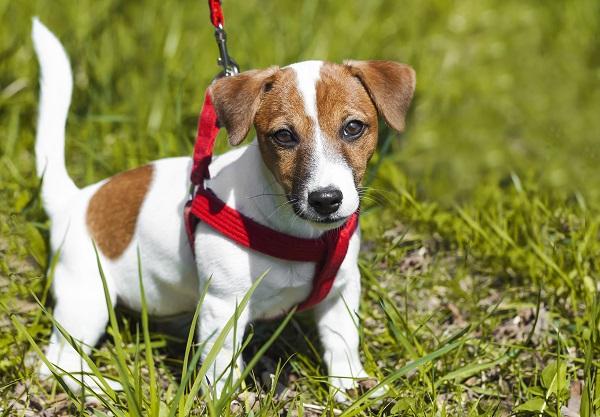 ハーネスをつける犬