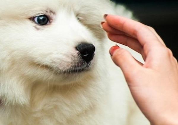 犬を触れようとする人