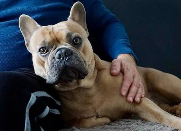 愛犬に触れる飼い主