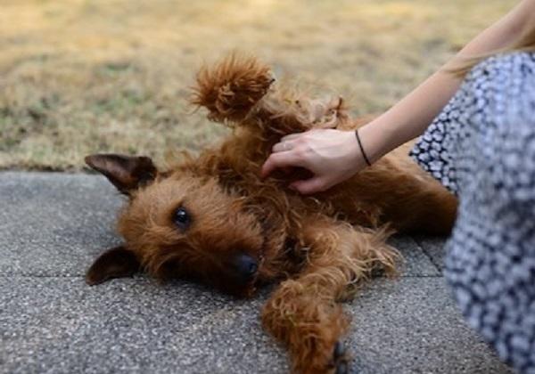 寝ころがる愛犬に触れる飼い主