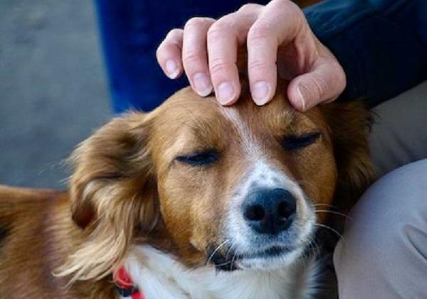 愛犬に触れる飼い主