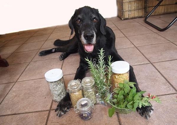 試してみたハーブと並ぶ犬のナイト