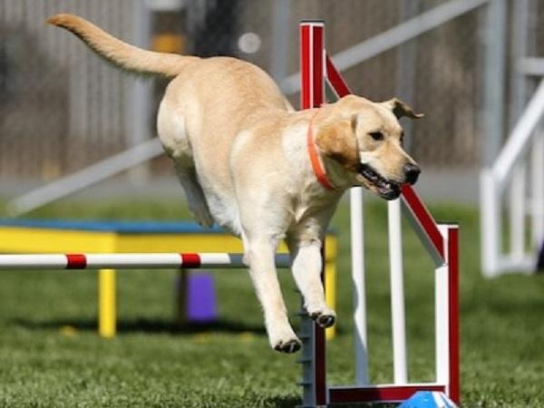 ハードルを飛ぶ犬