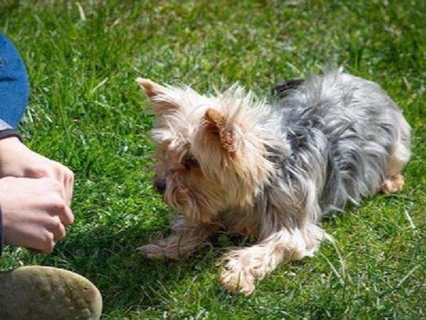 トレーニングでおやつをもらうのをまつ犬